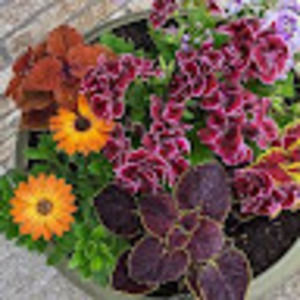 Meet your Posher, Debby